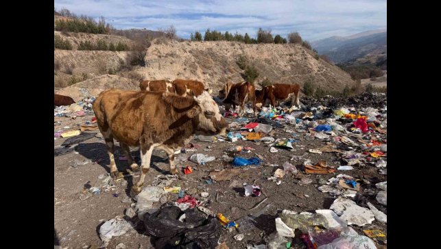 Büyükbaş hayvanlar çöplükte besleniyor