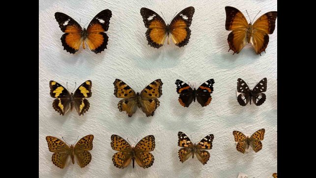 Van'da binlerce kelebeğin korunduğu araştırma koleksiyonu büyüyor