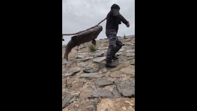 Nehirde yakalanan 60 kiloluk dev turna balığını, çam sırığına bağlayıp taşıdılar