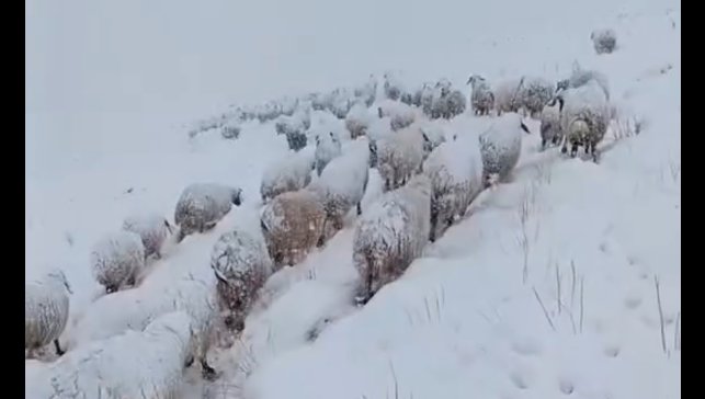 Koyun sürüsünün kar altında zorlu yolculuğu