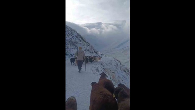 Ağrı'da kar ve tipi hayatı durdurdu