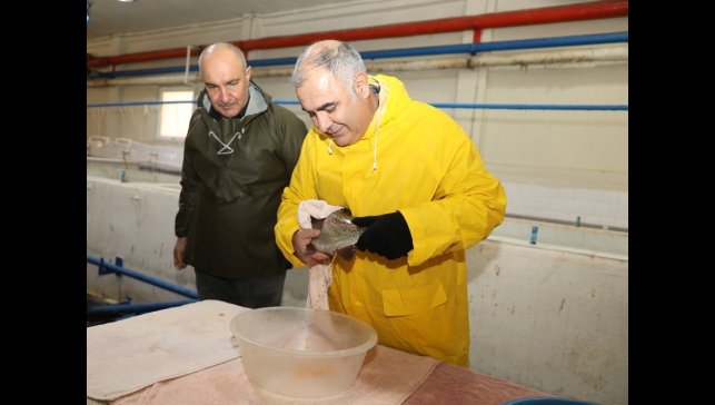 Elazığ'da alabalık sağım çalışmaları sürüyor