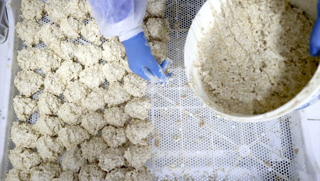 Osmanlı dönemi usulüyle yapılan tescilli Malatya tarhanası ihracata hazırlanıyor