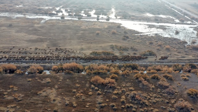 Ağrı Dağı çevresindeki otlaklarda morkaraman ırkı damızlık koyun yetiştiriliyor