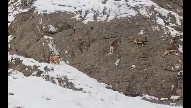 Güzeldere'nin karla kaplı yamaçlarda dağ keçileri görüntülendi