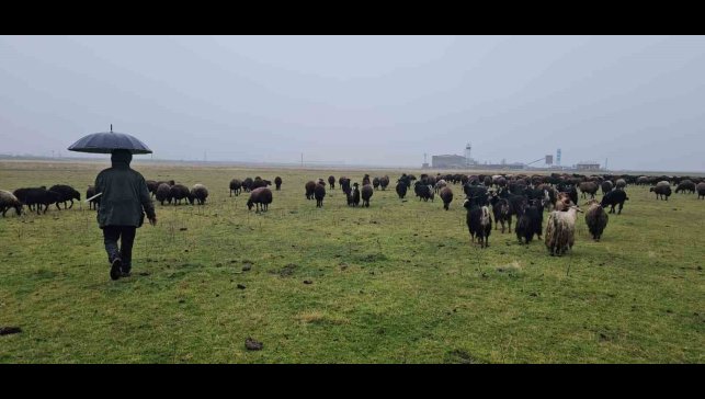 Hasköy'de sıcaklığın mevsim normalleri üzerinde olması besicileri sevindirdi