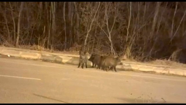 Yüksekova'nın farklı noktalarında domuz sürüleri görüntülendi