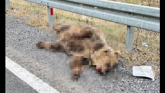 Hakkari'de aracın çarptığı ayı telef oldu