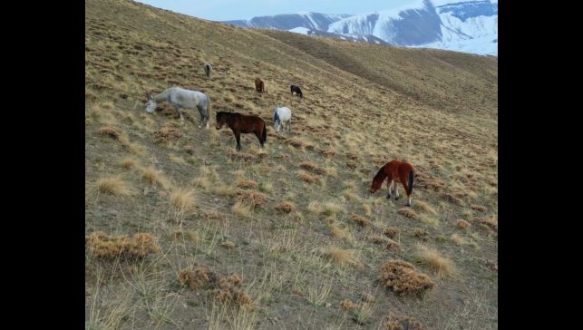 Başıboş bırakılan at ve eşekler hem trafiği hem yaban hayatını tehdit ediyor