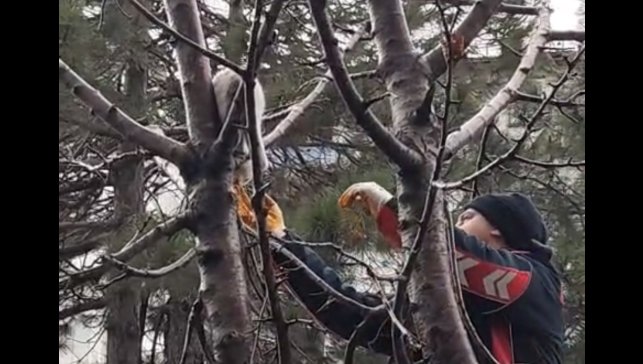 Ağaçta mahsur kalan kedi kurtarıldı