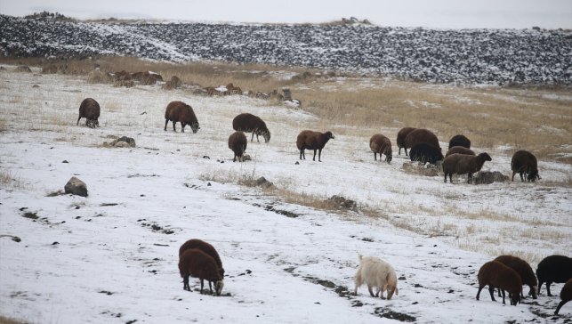 Kars'ta kar yağışı etkisini sürdürüyor