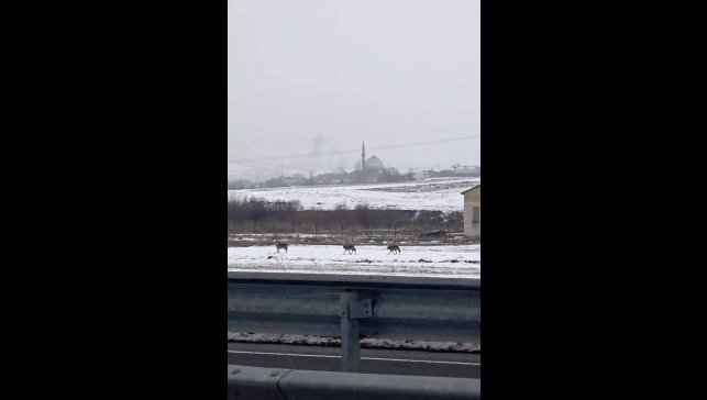 Aç kalan kurt sürüsü şehir merkezine indi