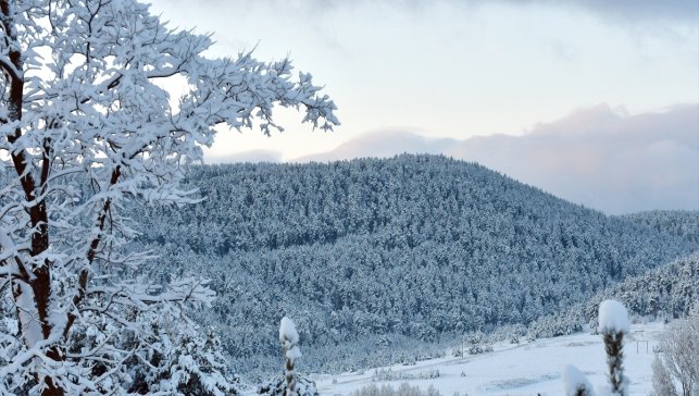 Kars'ta etkili olan kar yağışı sarıçam ormanlarını beyaza bürüdü