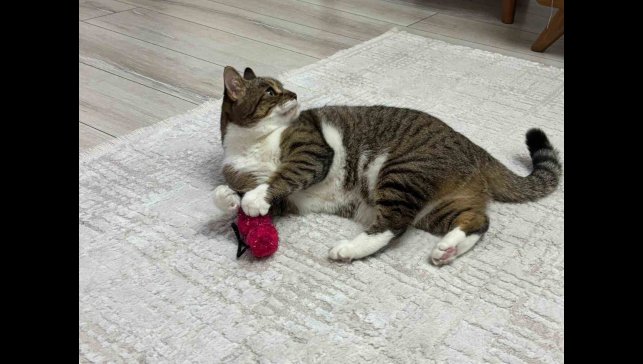 Uzmandan evcil hayvanlarda aşı uyarısı