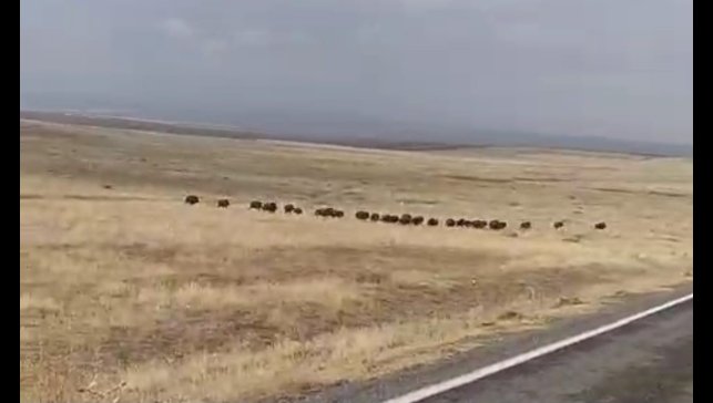 Malazgirt'te domuz sürüsü görüntülendi