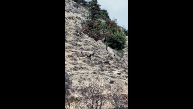 Tunceli'de tekelerin liderlik kavgası kamerada