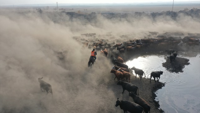 "Ağrı Dağı'nın kovboyları" eğittikleri yılkı atlarıyla sürüleri kontrol ediyor