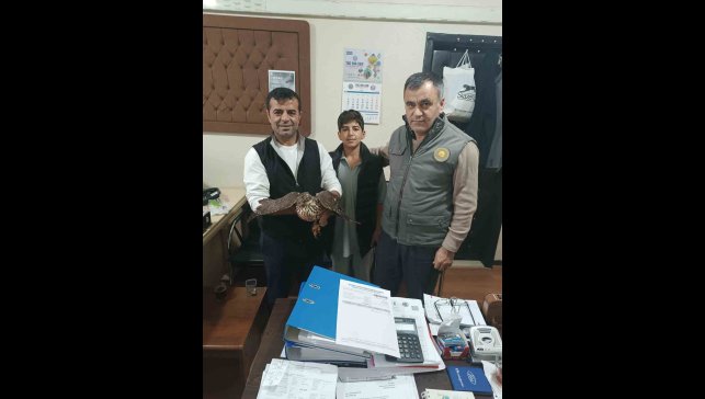 Yaralı şahin tedavi altına alındı