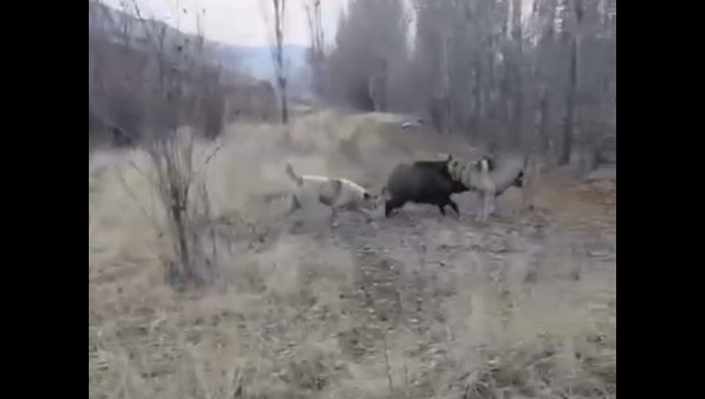 Muş'ta yaban domuzu ile çoban köpeklerinin kovalamacası kamerada
