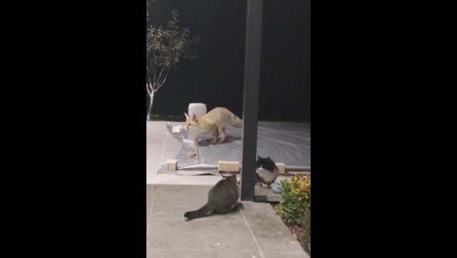Erzincan'da kedilerin mamasına göz diken tilki kedinin saldırısına uğradı