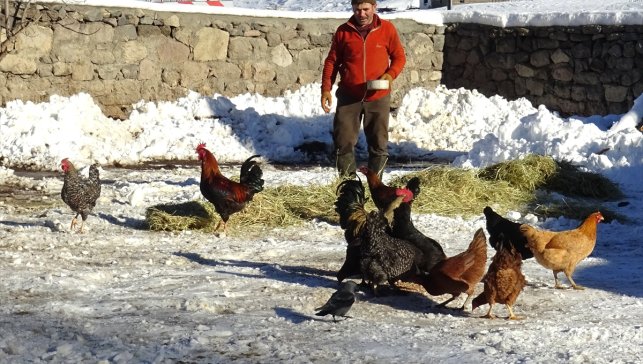 Kars'ta besiciler sıfırın altında 10 derecede zorlu mesai yapıyor