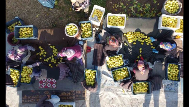 Tarım-ÜFE yıllık yüzde 31,45 arttı, aylık yüzde 1,56 azaldı