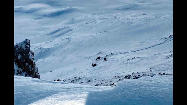 Çatak'ta dağ keçileri görüntülendi
