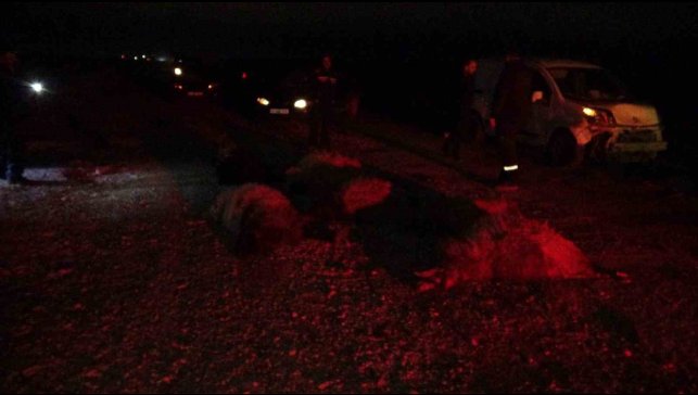 Hafif ticari araç sürüye daldı, 10'dan fazla koyun telef oldu