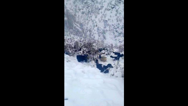 Hizan'da kar yağışı, sürüyü hazırlıksız yakaladı