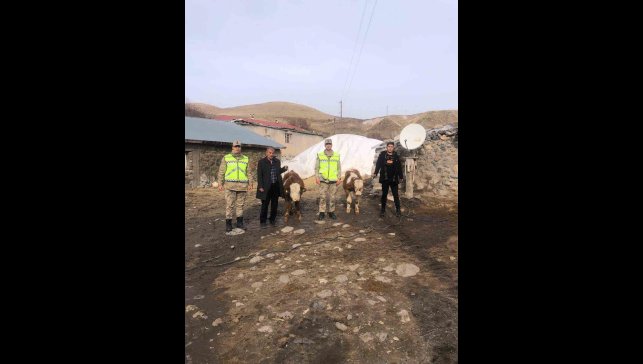 Muş'ta çalınan 2 büyükbaş hayvan bulundu