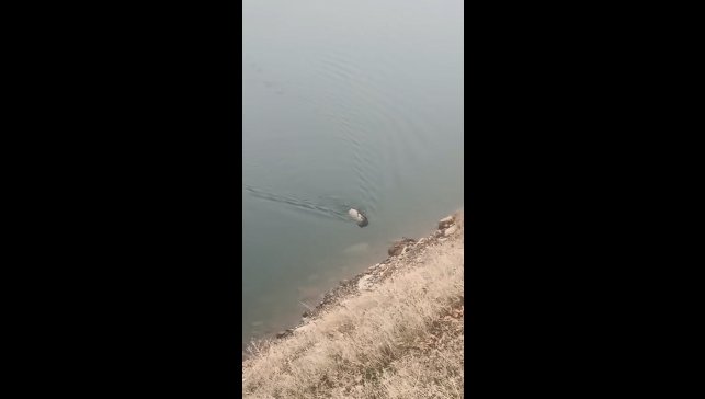 Sarp kayalıkların ustası baraj gölünde yüzerken görüldü