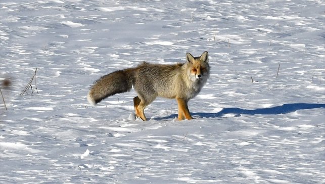Karlı doğada kızıl tilki ile nadir görülen paçalı şahin görüntülendi