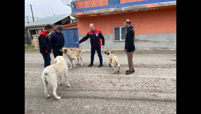 Erzincan'da sokak köpeklerine kuduz aşısı