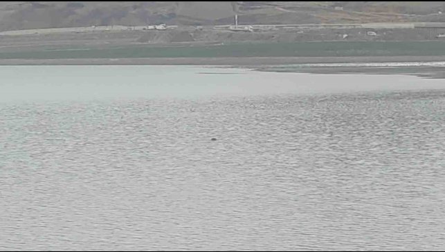 Sıhke Göleti'ne giren inek telef oldu