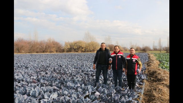 Erzincan'da kış ortasında sebze hasadı