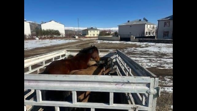 Kış şartları öncesi önlem: Başıboş binek hayvanları toplatıldı