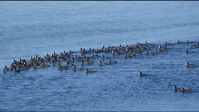 Kars'ın "Yerli Penguenleri" görev başında