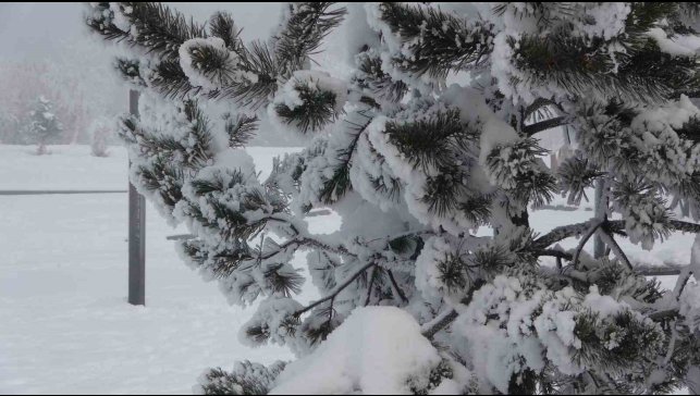 Ardahan'da dondurucu soğuklar etkisini artırdı: Ağaçlar kırağı tuttu