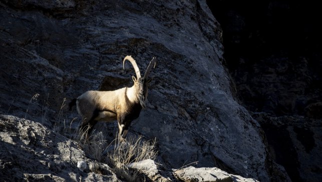 Tunceli'de yaban keçileri Munzur Vadisi'ne indi