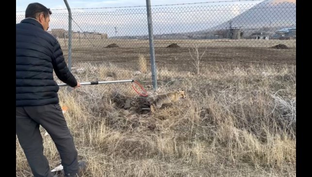 Yaralı kızıl tilki tedavi edilerek doğaya salındı