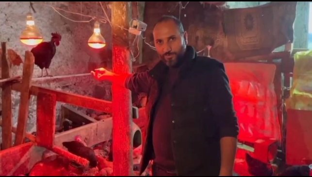 Tavuklara müzikli terapi: "Yumurta verimi arttı"