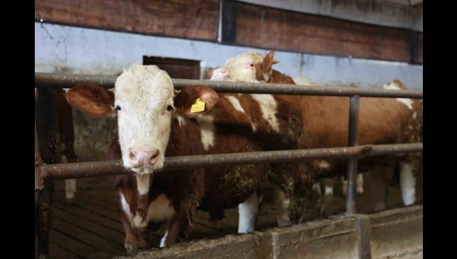 Yüzde 60 hibe aldığı destekle 300 hayvanlık çiftlik kurdu