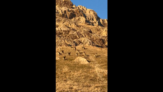 Palu'daki tarihi kalede dağ keçileri görüldü