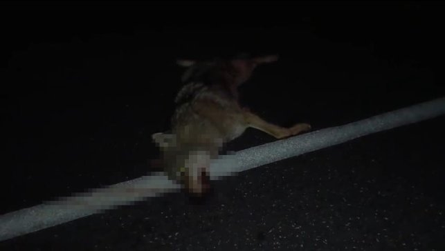 Adilcevaz'da araçların çarptığı kurt telef oldu