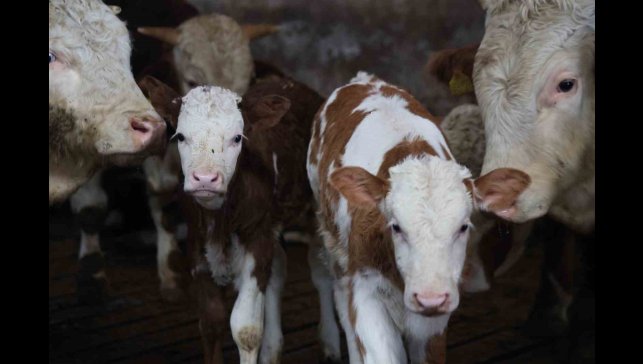 Yıl bitmeden gelen çifte mutluluk: Üreticinin ikiz buzağı sevinci