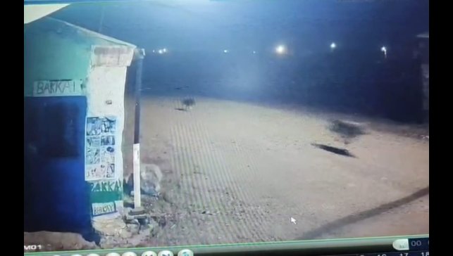 Kars'ta kurtlar tilkiyi, köpekler kurtları kovaladı