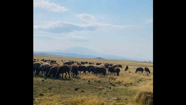 Ağrı'da ılıman iklim kış besicilerin yüzünü güldürdü