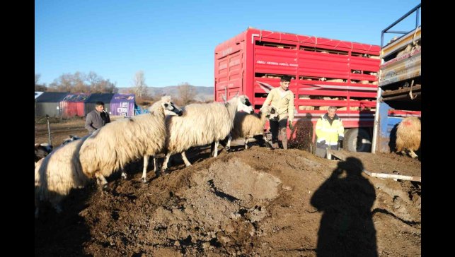 Erzincan'da soğuk hava nedeniyle sürüler yayladan indirildi