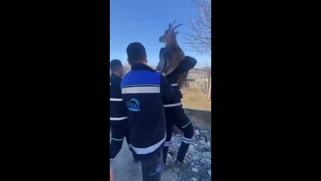 Bahçe çitine sıkışan yaban keçisini FEDAŞ ekipleri kurtardı