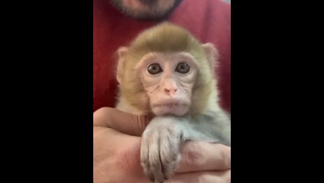 Elazığ'da yakalanan maymun koruma altına alındı